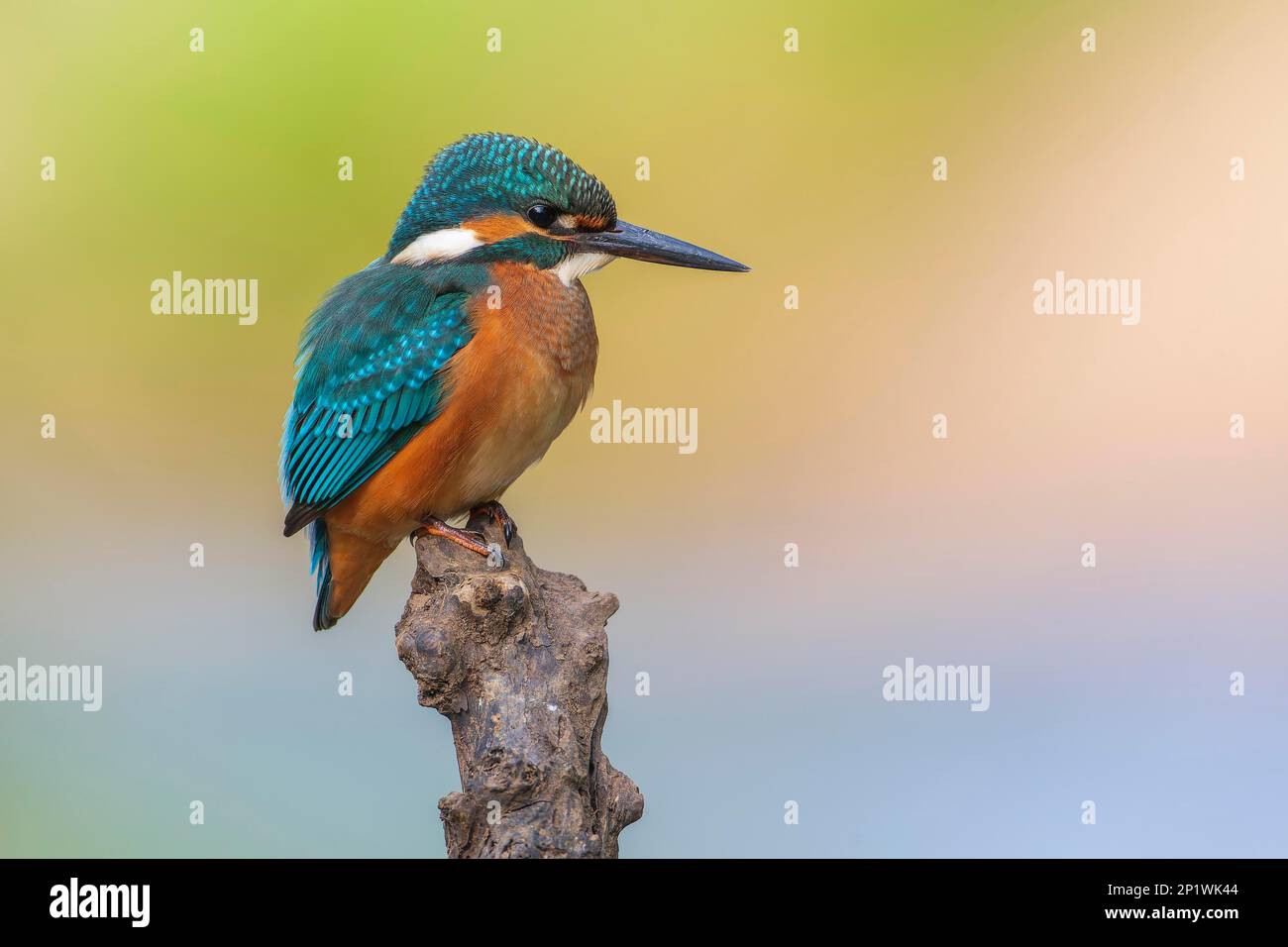 Common kingfisher (Alcedo atthis) Indicator of clean flowing waters