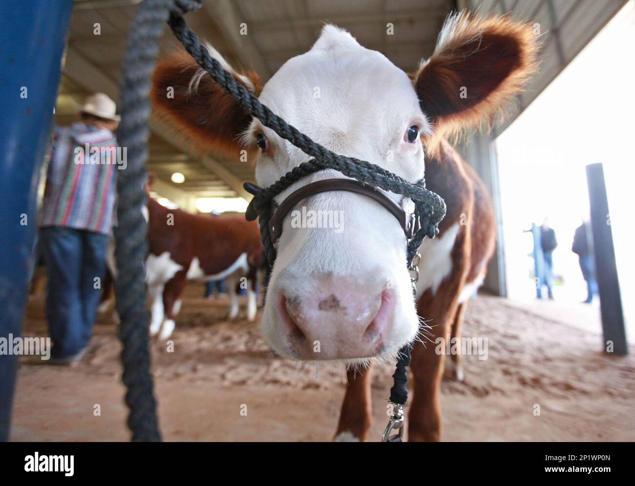 A heifer is tied to a post inside the outdoor arena during the Heifer