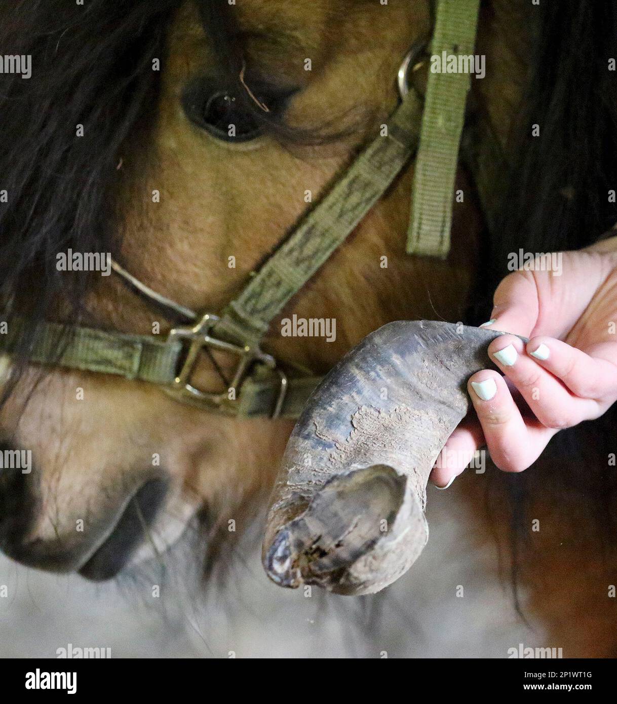 In this Tuesday, Jan. 5, 2016 photo, adoption coordinator Jenna Dickson