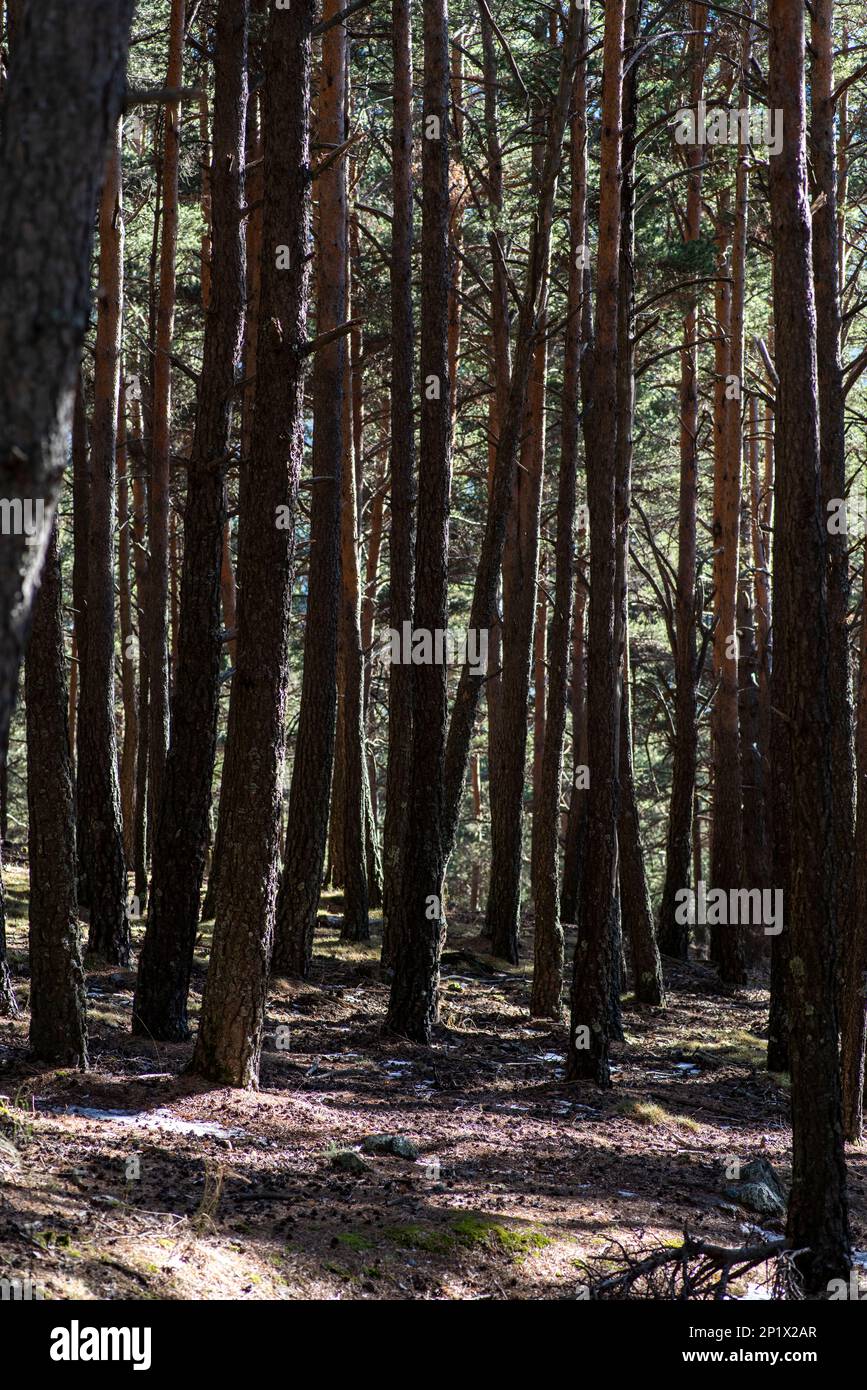 Black forest mountains hi-res stock photography and images - Alamy