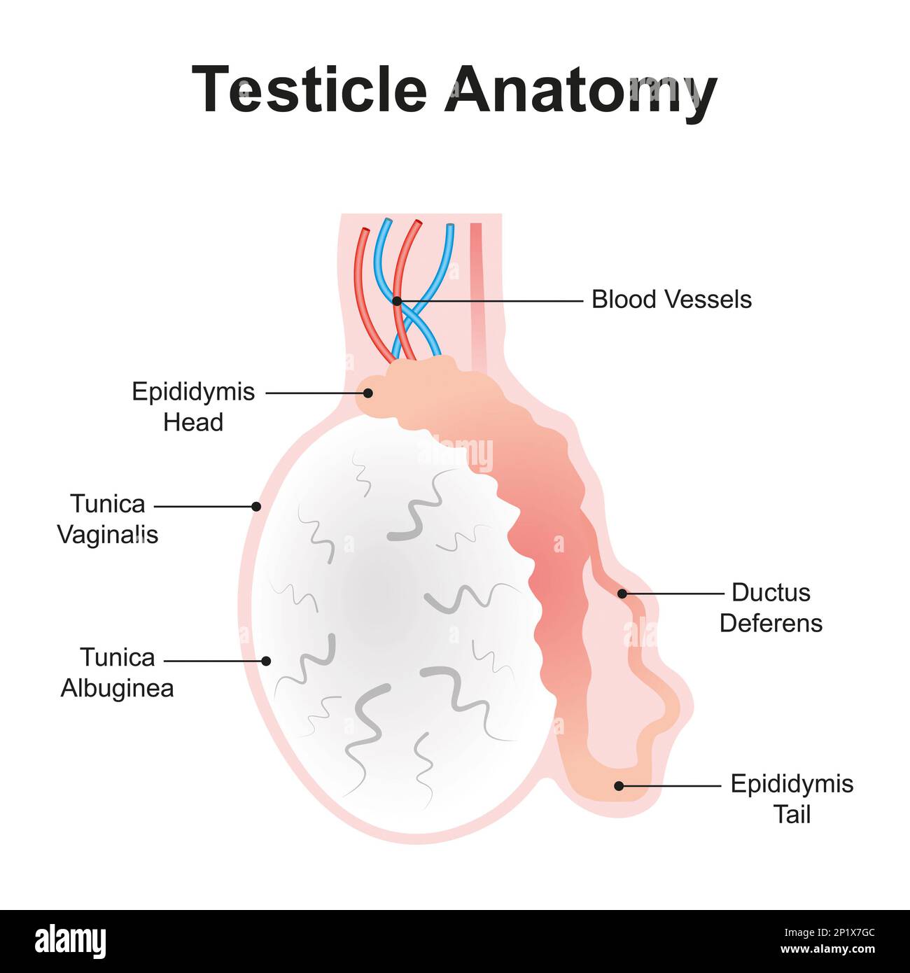 Testicle anatomy, illustration Stock Photo
