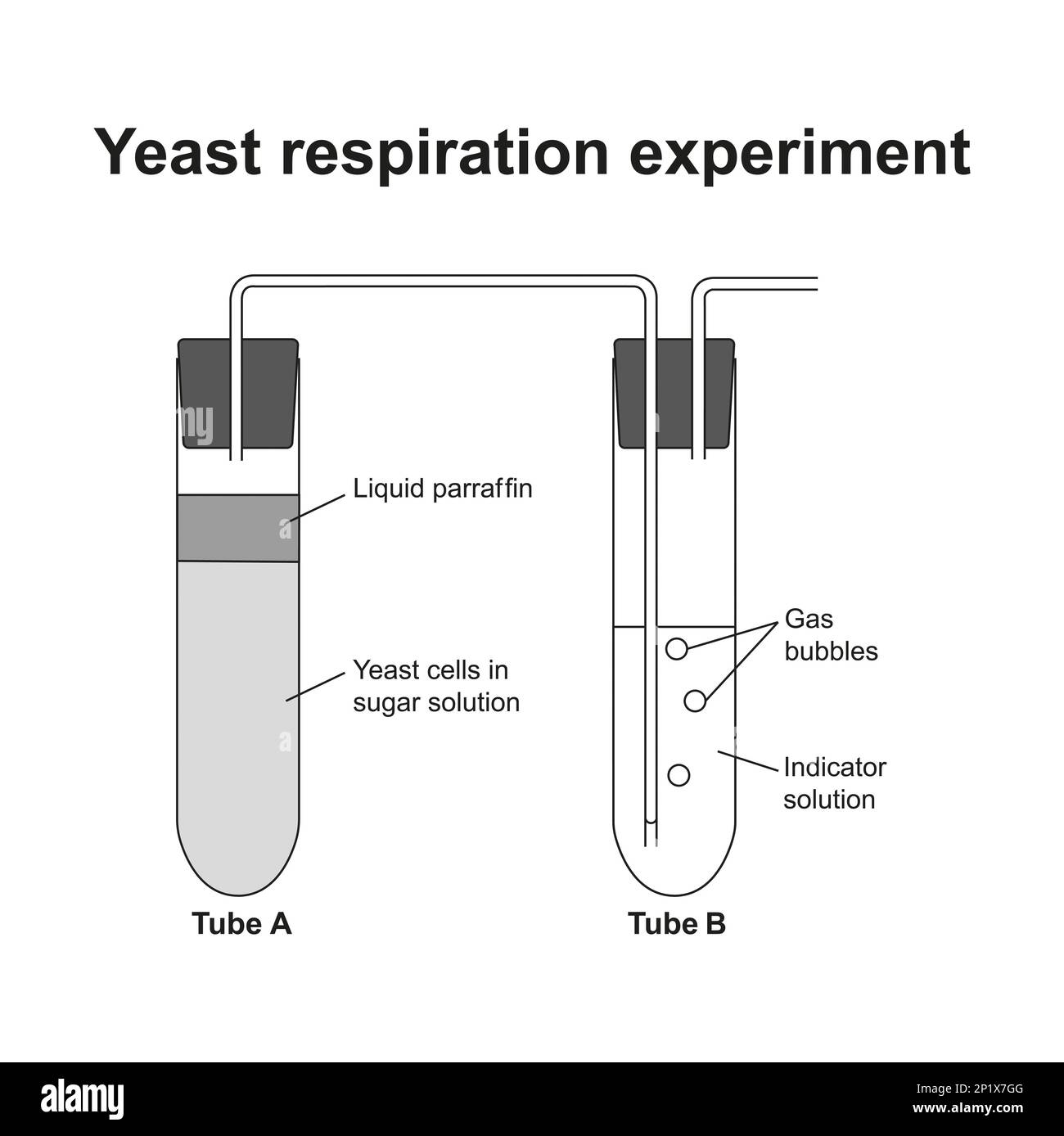 Illustration of an experiment using yeast to demonstrate anaerobic