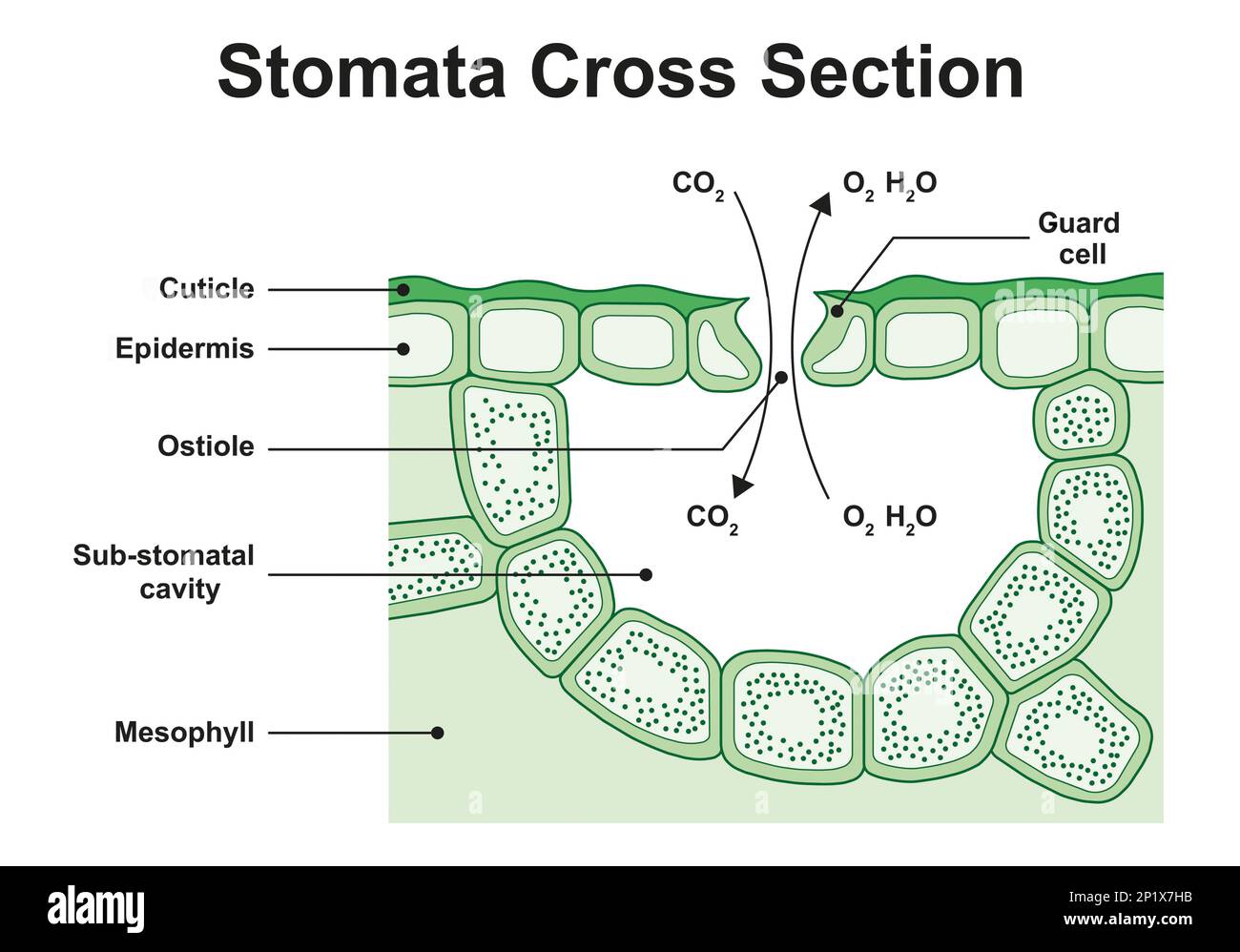 illustration-showing-the-structure-of-a-stoma-stomata-are-pores-in-the