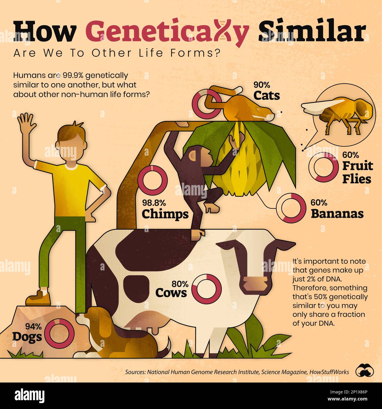Human genetic similarity, illustration Stock Photo - Alamy