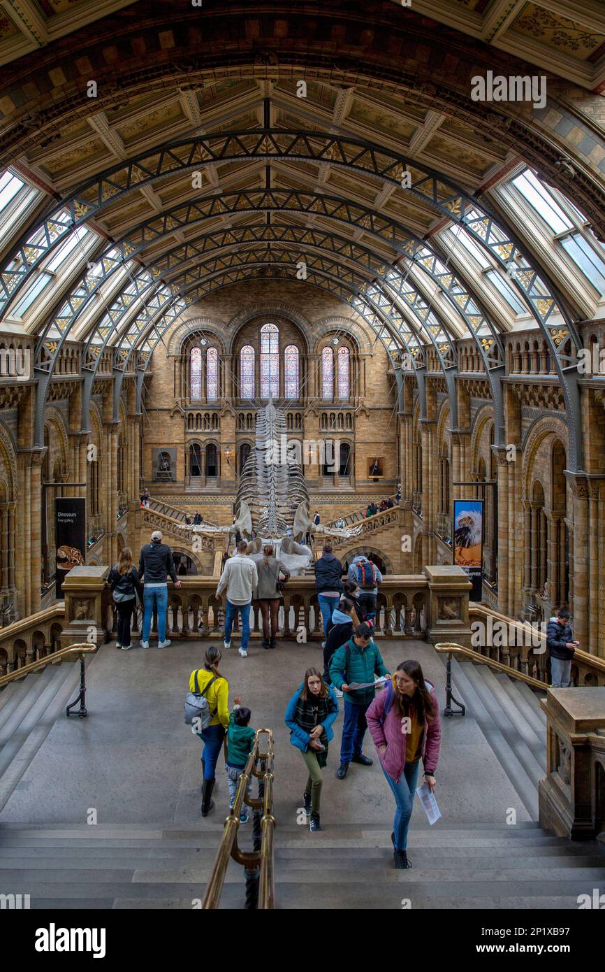 South Kensington, UK. 27th Feb, 2023. A general view of the Hintze Hall, inside the Natural History Museum, Cromwell Road, South Kensington, London SW7 on Monday 27th February 2023. (Photo by Mark Fletcher/MI News/NurPhoto) Credit: NurPhoto SRL/Alamy Live News Stock Photo