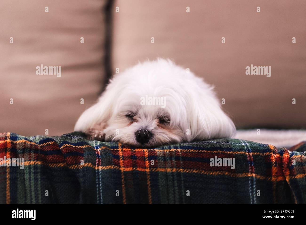 A close up portrait of a cute small white boomer dog lying down on a couch on a cosy blanket. The domestic animal is barely awake, but is still lookin Stock Photo