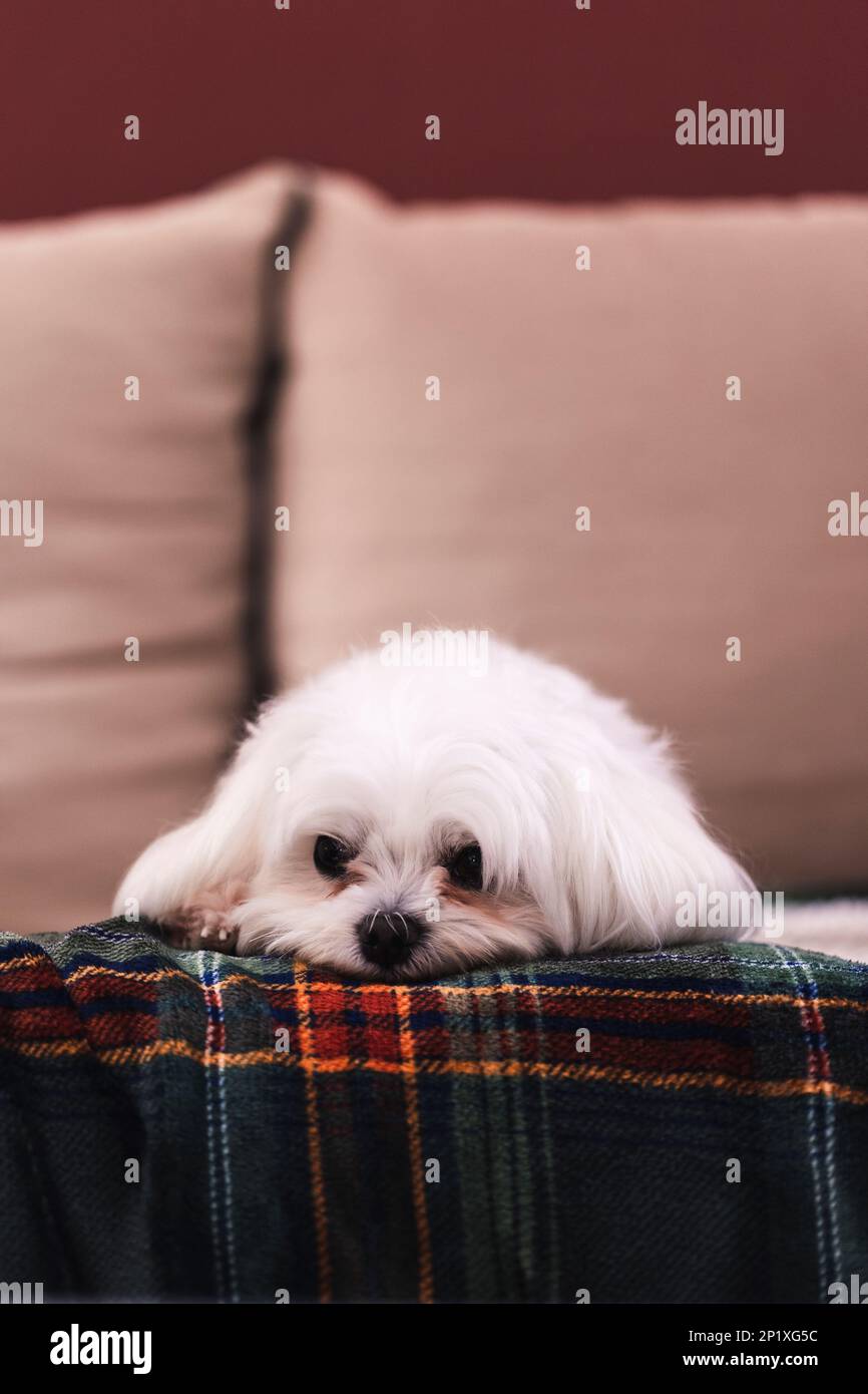 A portrait of a small white cute boomer dog lying down on a couch on a cosy blanket. The domestic animal is barely awake, but is still looking around Stock Photo