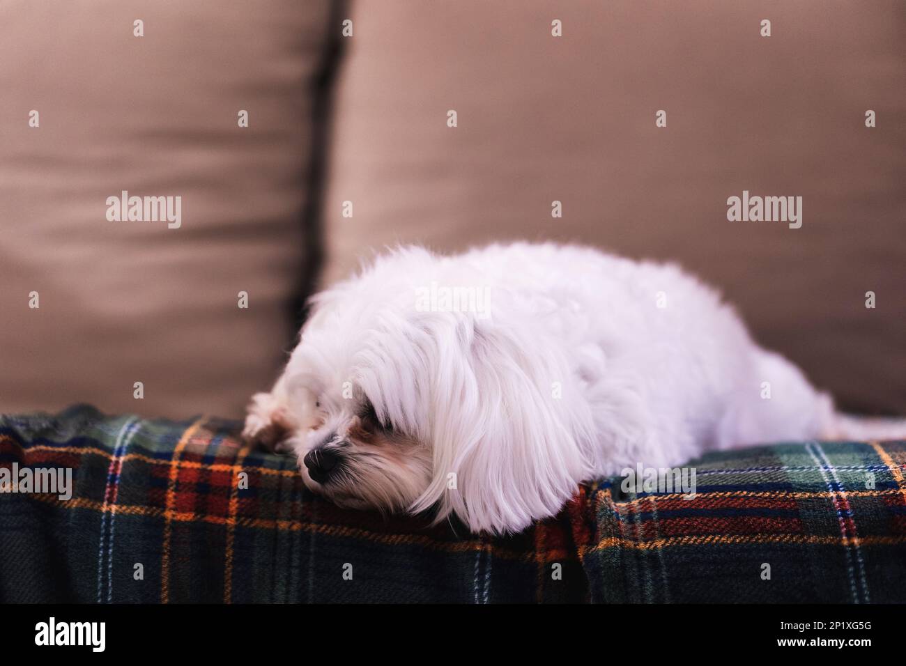 A close up portrait of a small white cute boomer dog lying down on a couch on a cosy blanket. The domestic animal is barely awake, but is still lookin Stock Photo