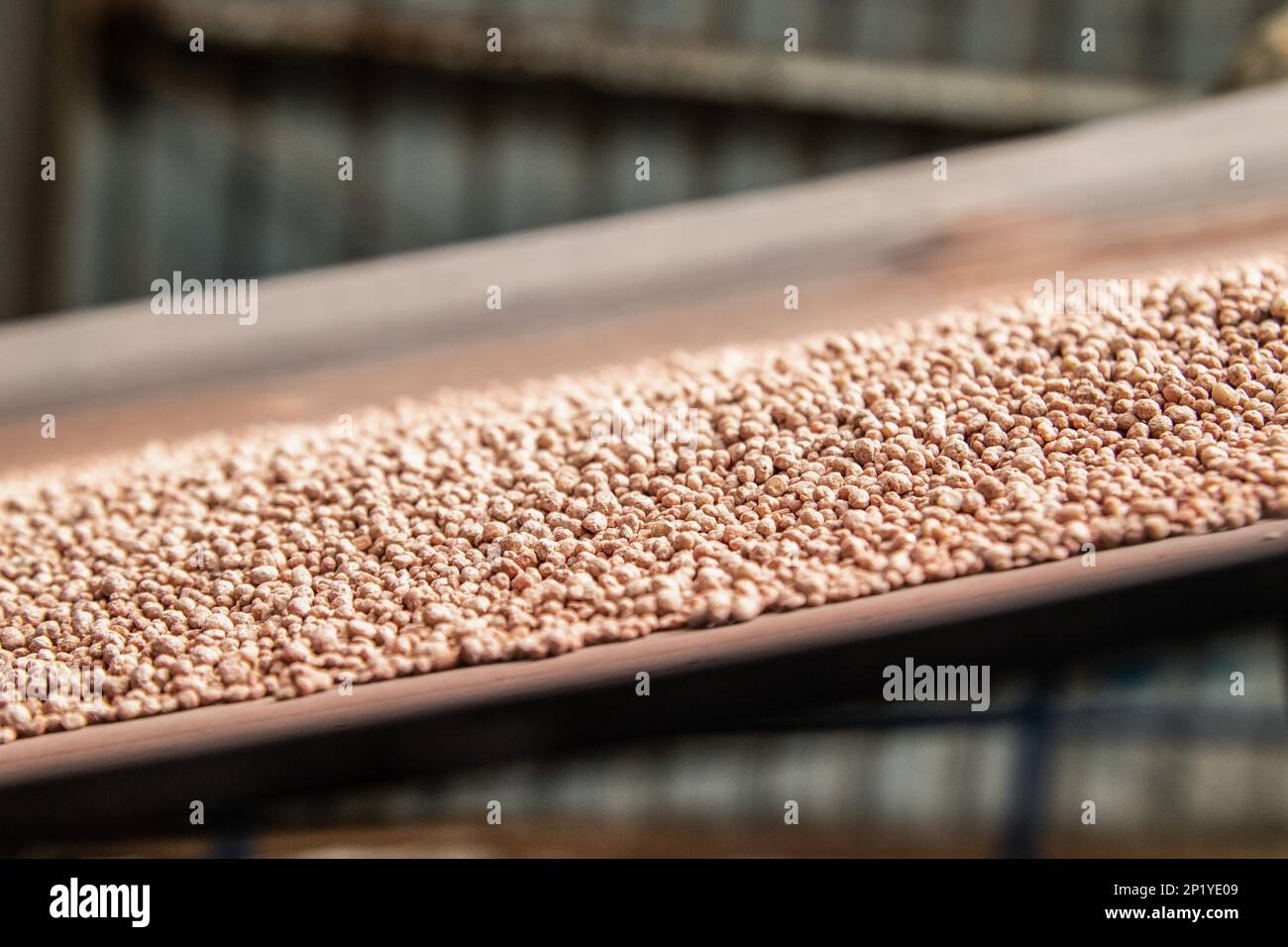 Fertilizer granules move along a conveyor belt at Fertiplant's