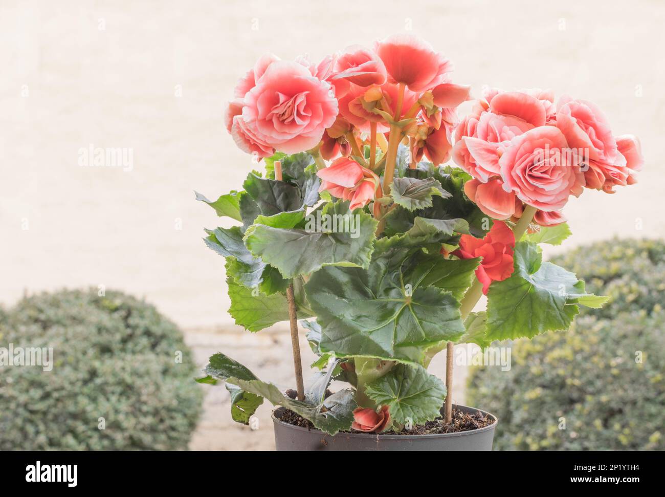 begonia flowers in the pot Stock Photo