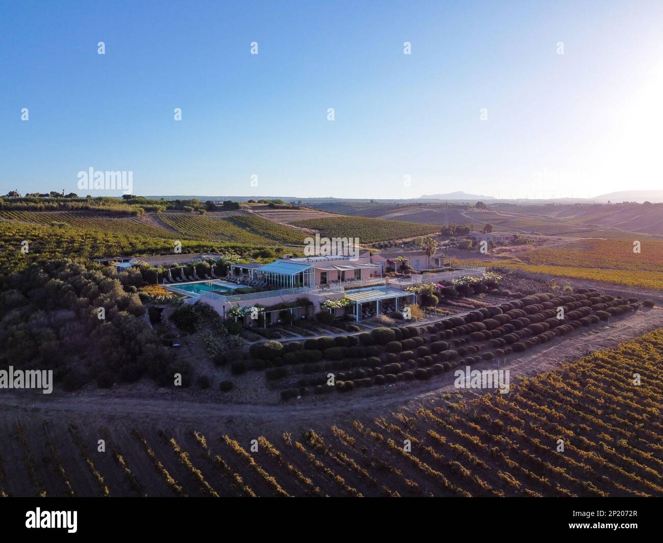 Aerial drone. Rows of Vineyards in Menfi, Sicily. Stock Photo
