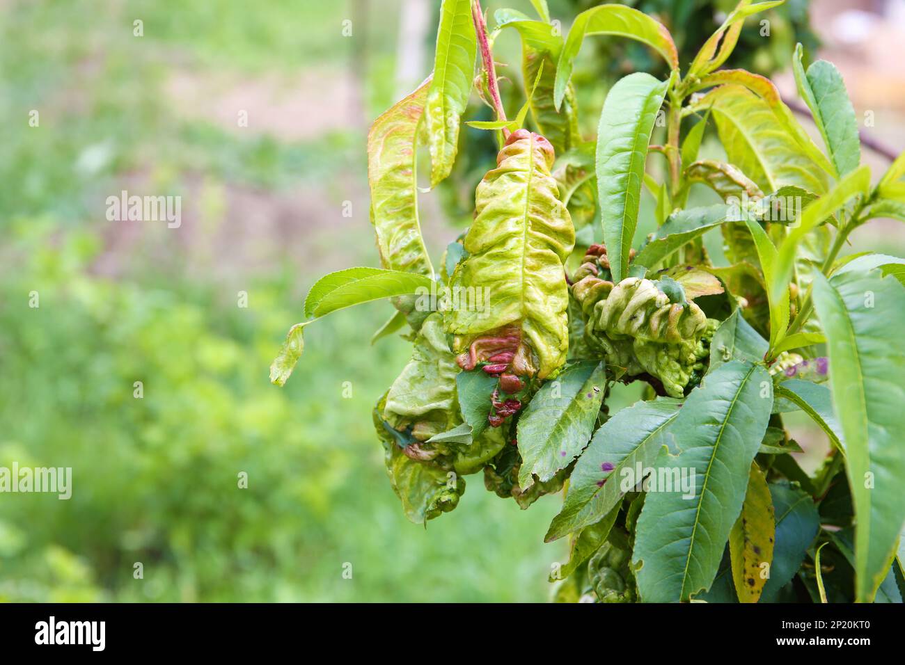 Green peach aphid hi-res stock photography and images - Alamy