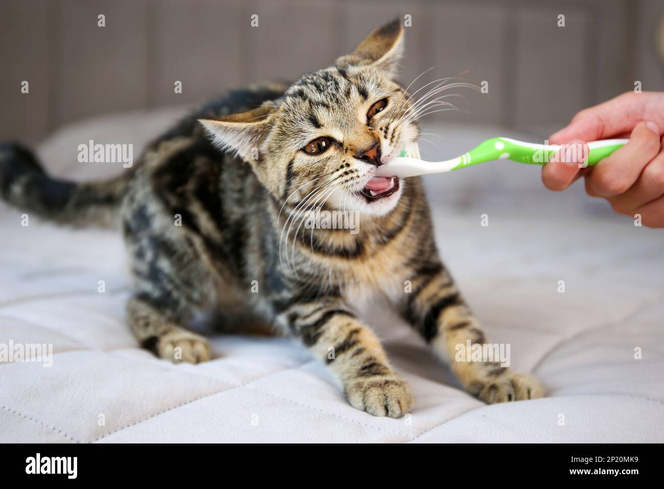 A woman brushes a cat's teeth with a toothbrush Stock Photo Alamy
