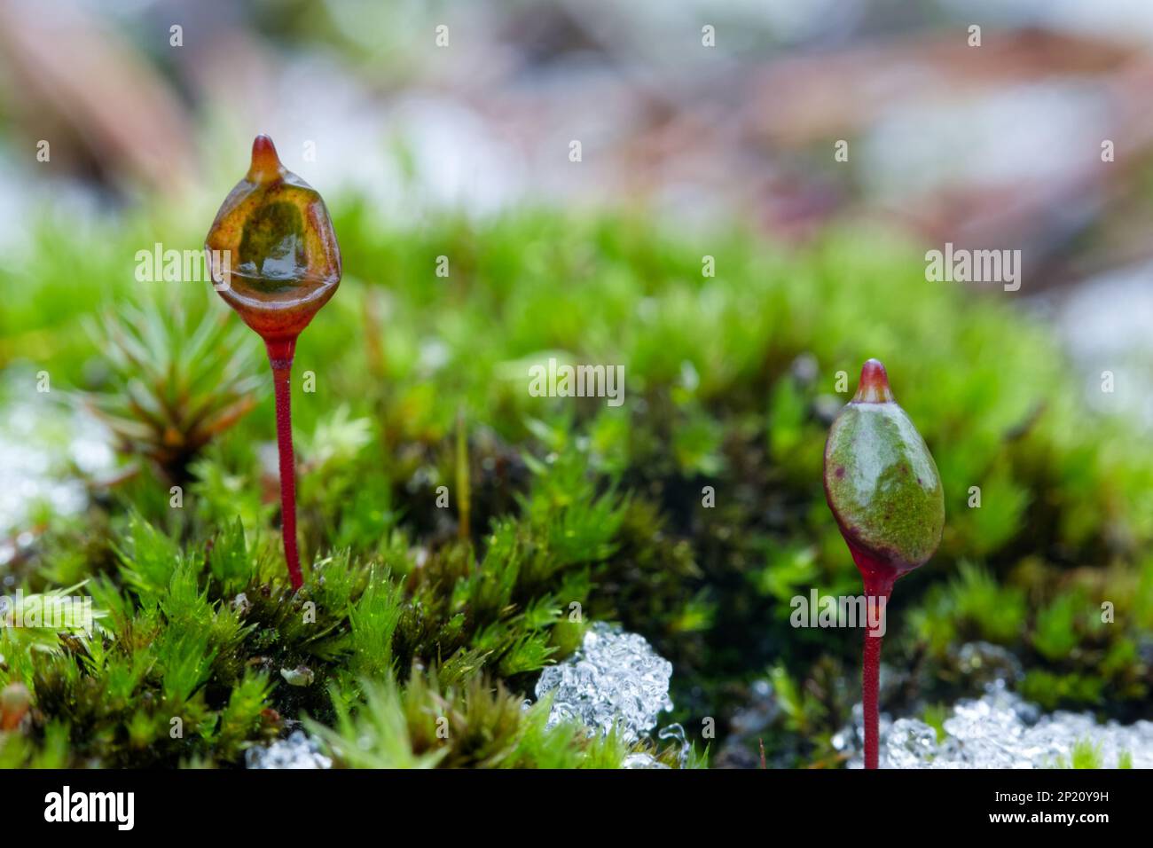 Bug-on-a-stick moss (Buxbaumia aphylla) Stock Photo