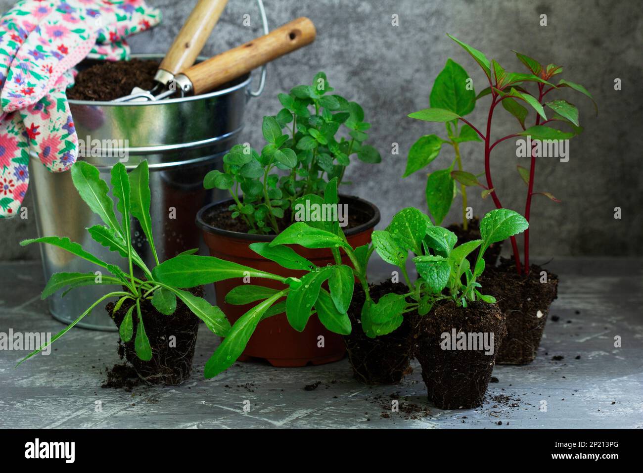 Flower seedlings, soil, gardening tools and gloves on a concrete table. Stock Photo