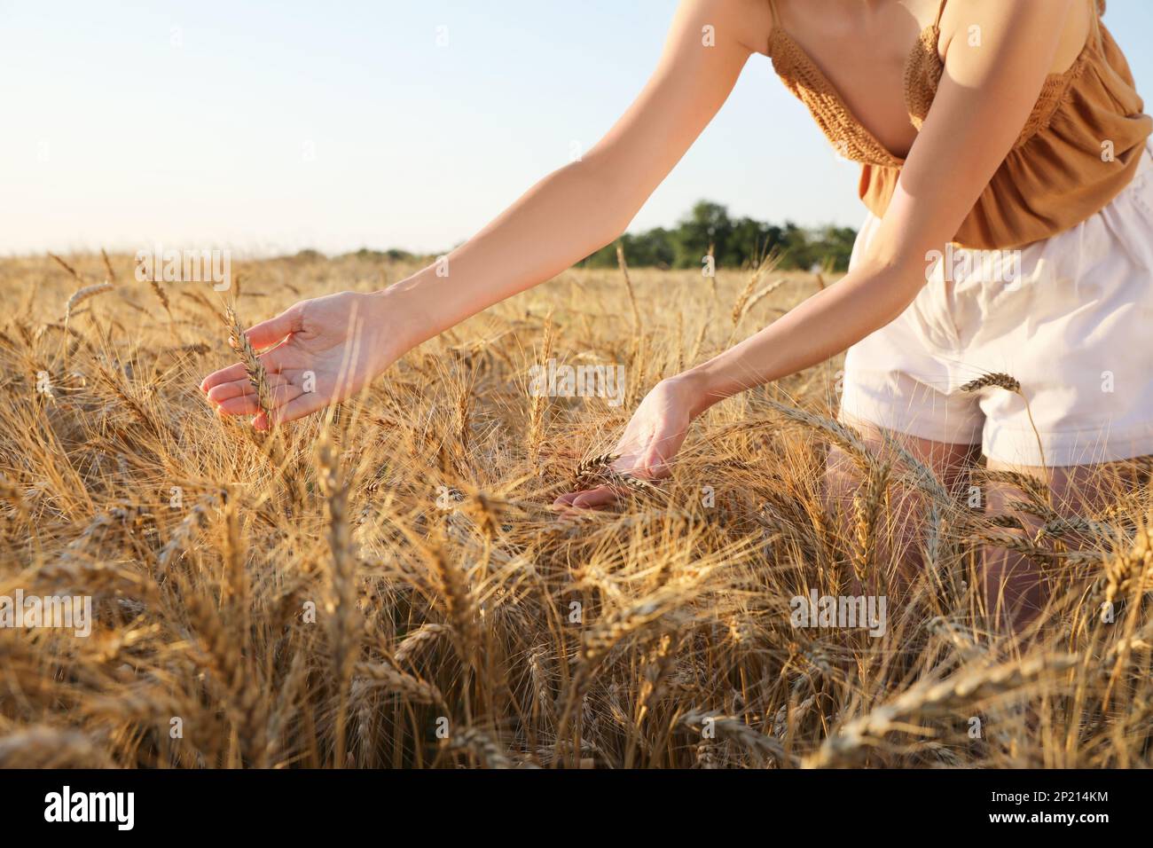 Woman harvesting ripe wheat hi-res stock photography and images - Alamy