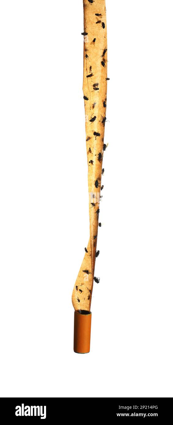 Sticky insect tape with dead flies isolated on white Stock Photo Alamy