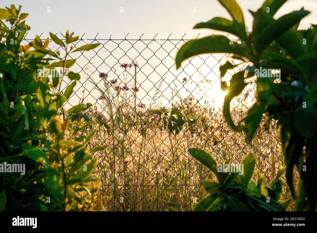 Golden hour garden hi-res stock photography and images - Alamy