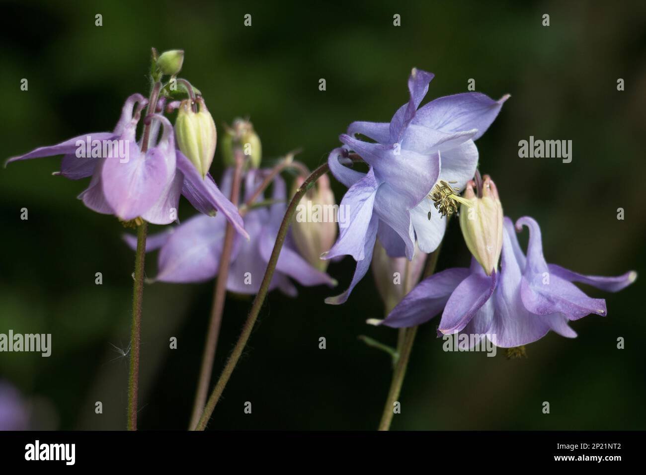 Purple lilac Columbine flowers, Aquilegia vulgaris, Granny’s Bonnets with spurred petals, blooming in summer, on a natural dark green background Stock Photo