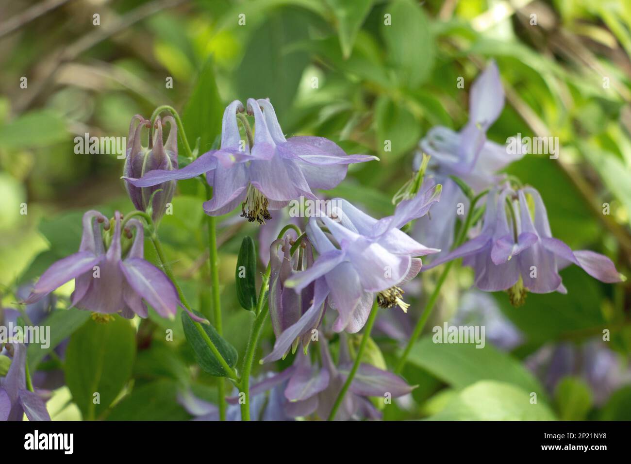 A group of purple lilac Columbine flowers, Aquilegia vulgaris, Granny’s Bonnets with spurred petals, blooming in summer, natural green background Stock Photo