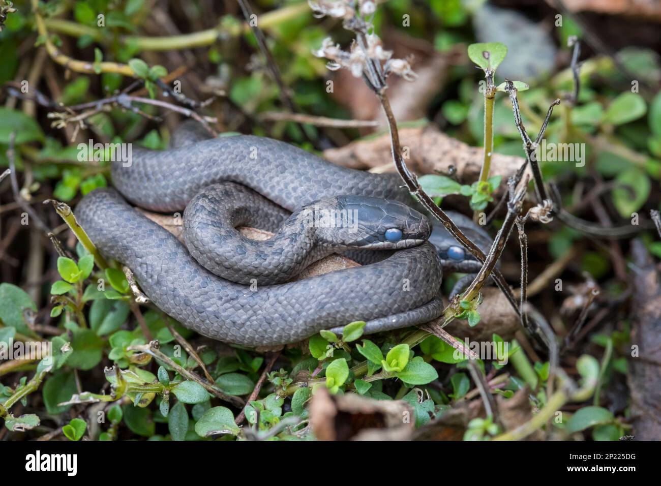 Schlingnatter, Coronella austriaca, smooth snake Stock Photo