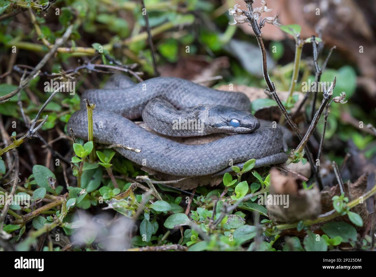 Schlingnatter, Coronella austriaca, smooth snake Stock Photo