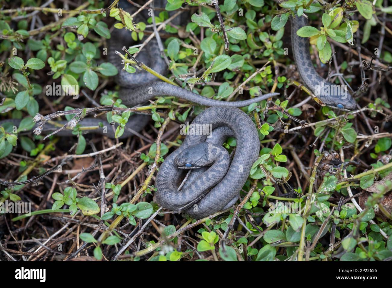 Schlingnatter, Coronella austriaca, smooth snake Stock Photo