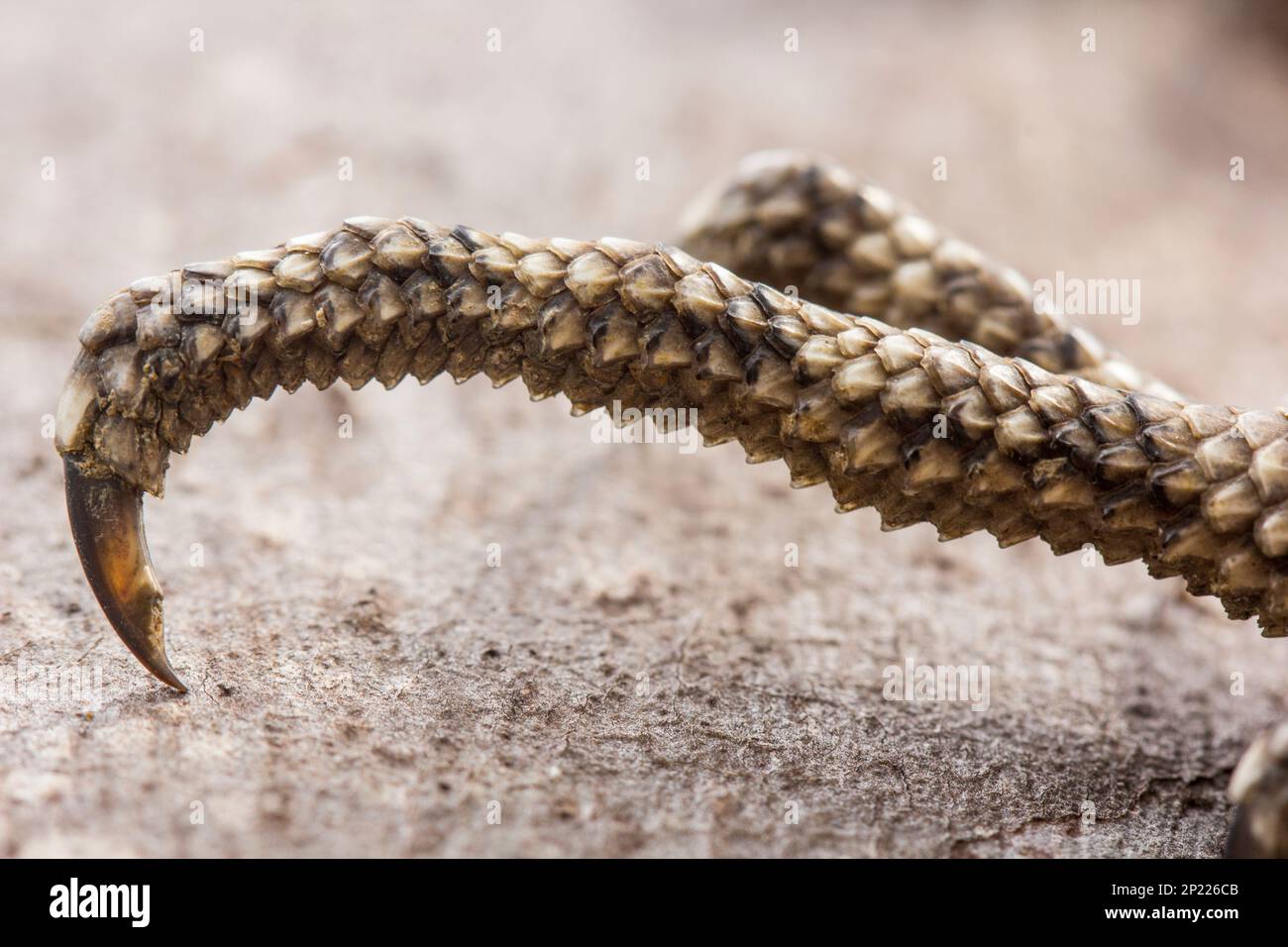 Toe of a Frilled lizard (Chlamydosaurus kingii) showing claw point. Elliott River Bundaberg Australia Stock Photo