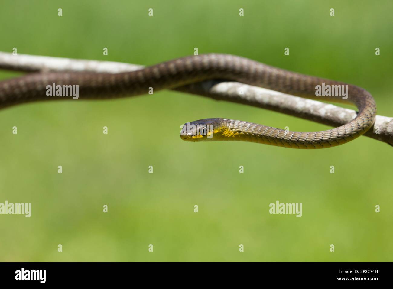 Green Tree Snake juvinile showing pale brown colour variation.Dendrelaphis punctulata Bundaberg Queensland Australia Stock Photo