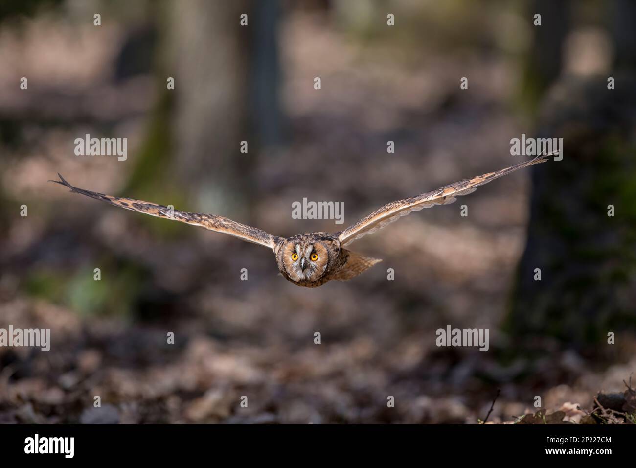 Waldohreule, Asio otus, long-eared owl Stock Photo