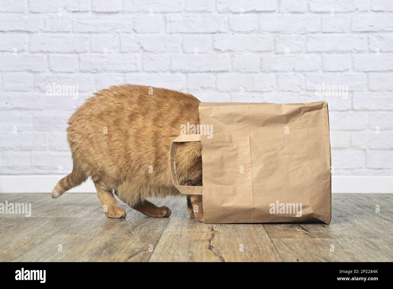 Curious ginger cat stuck his head inside a paper bag. Side view with copy  space Stock Photo - Alamy
