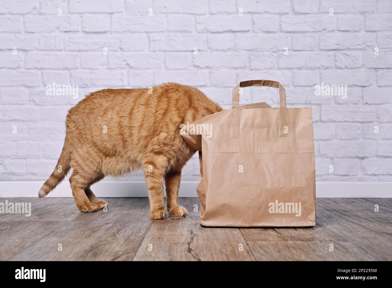 Funny red cat kooking curios inside a paper bag. Side view with copy space. Stock Photo
