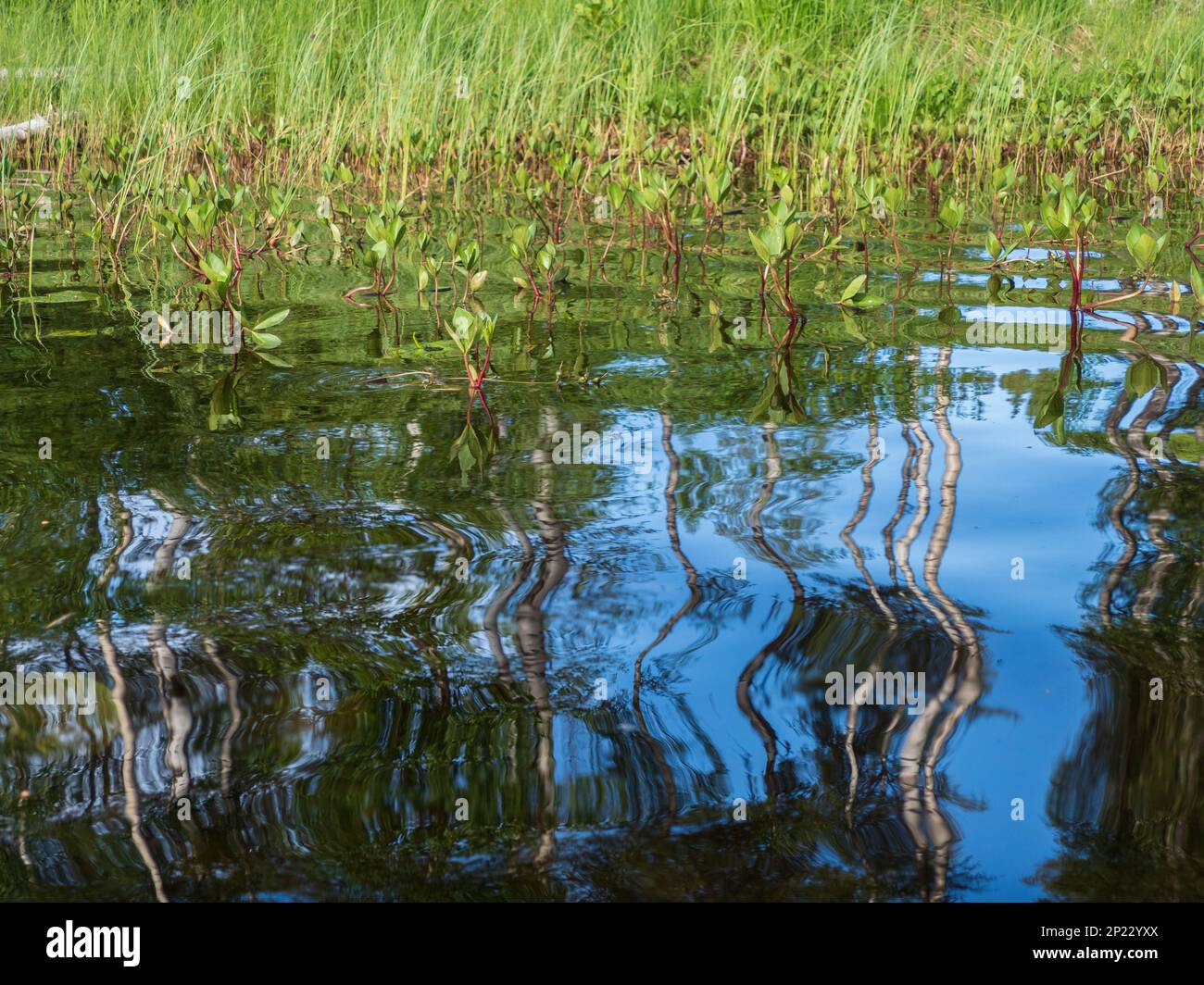 Texture, pattern. Swedish forest reflected in the surface of the northern lake. Sweden, North Europa Stock Photo