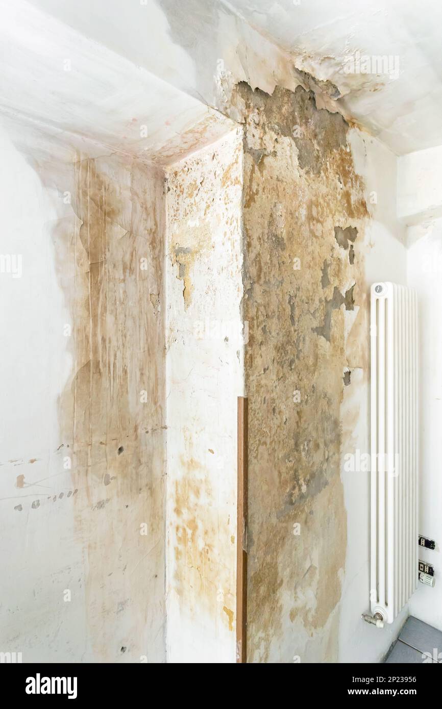 Mold fungus on ceiling and wall of roomcreating health problems for the home owners. Molds can