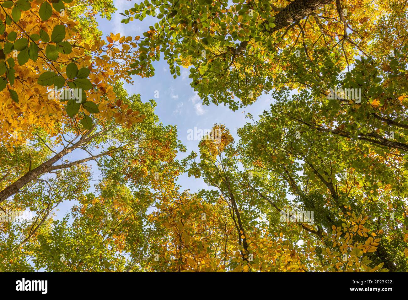Fall autumn treetops upward view from a ground Stock Photo