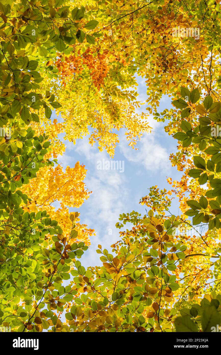 Fall autumn treetops upward view from a ground Stock Photo