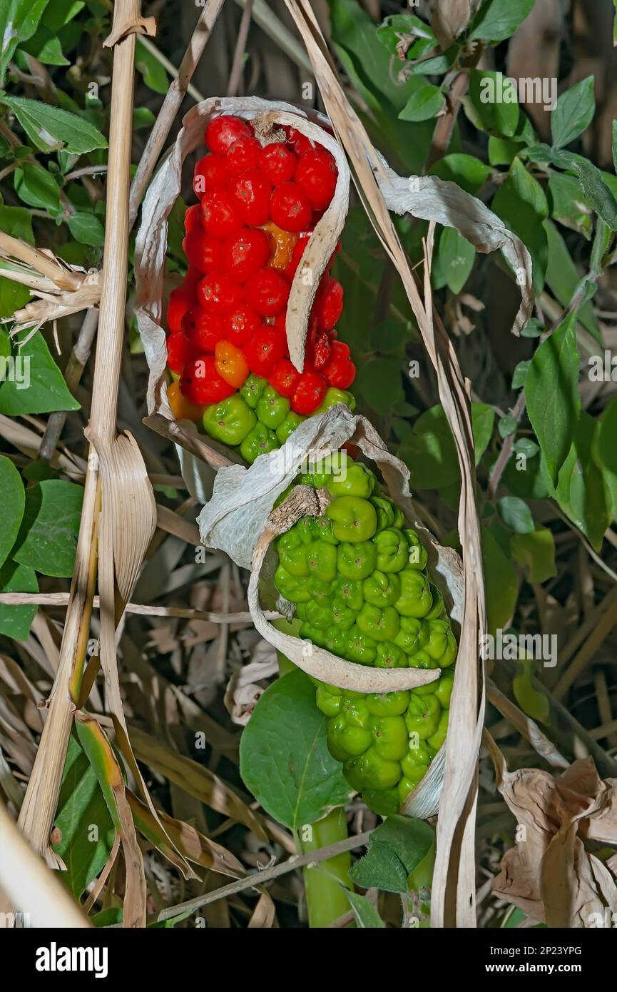 Red berries arum poisonous hires stock photography and images Alamy