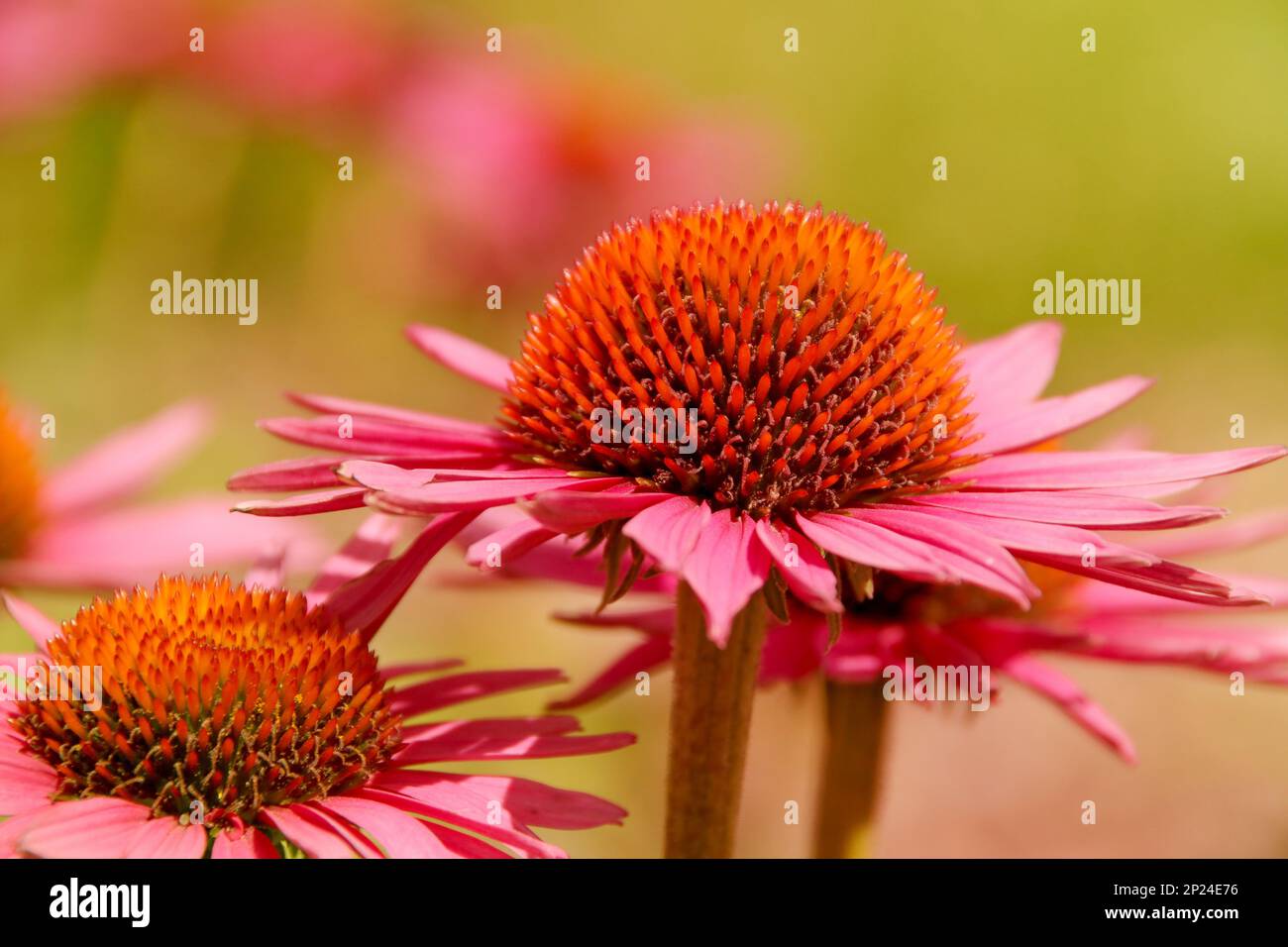 Red sun hat flowers, Echinacea purpurea Stock Photo Alamy