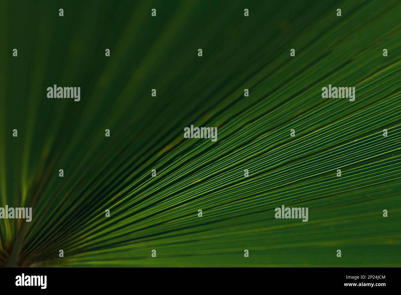 Close up green palm tree hi-res stock photography and images - Alamy