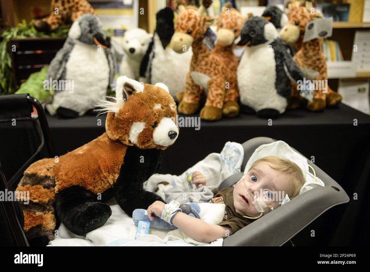 Hunter Sweet, 11 months old, receives a plush stuffed red panda at the