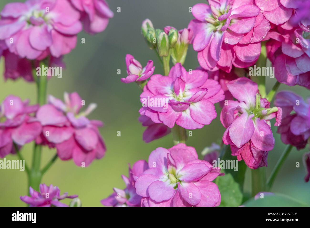 Delicate pink flower petals of Matthiola incana on a late afternoon in springtime. Stock Photo