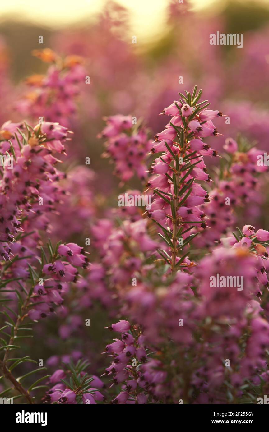 Mediterranean flowers in bright warm sunglight Stock Photo