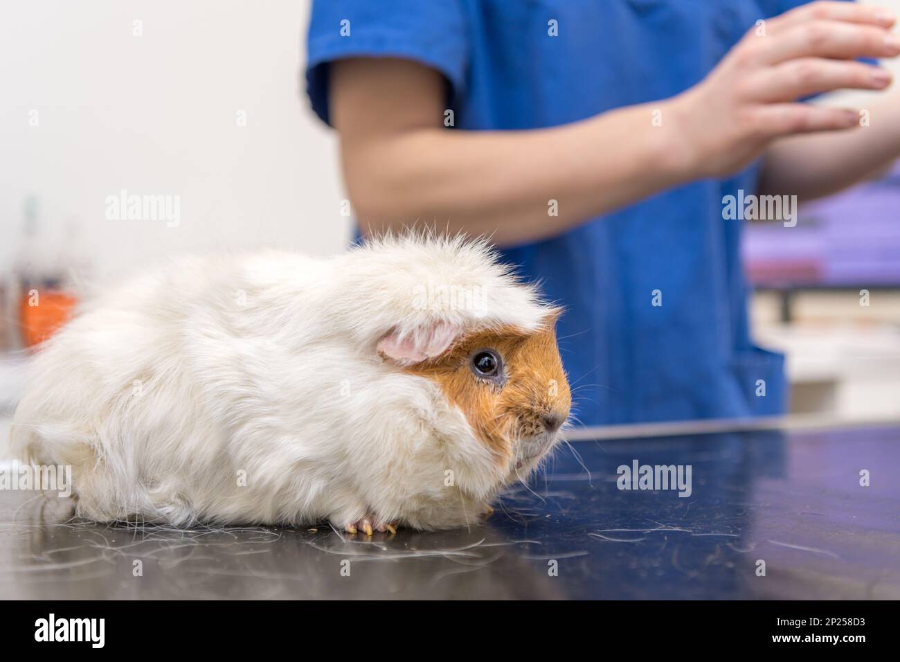 Illustration of Invasion Practice For Guinea Pigs