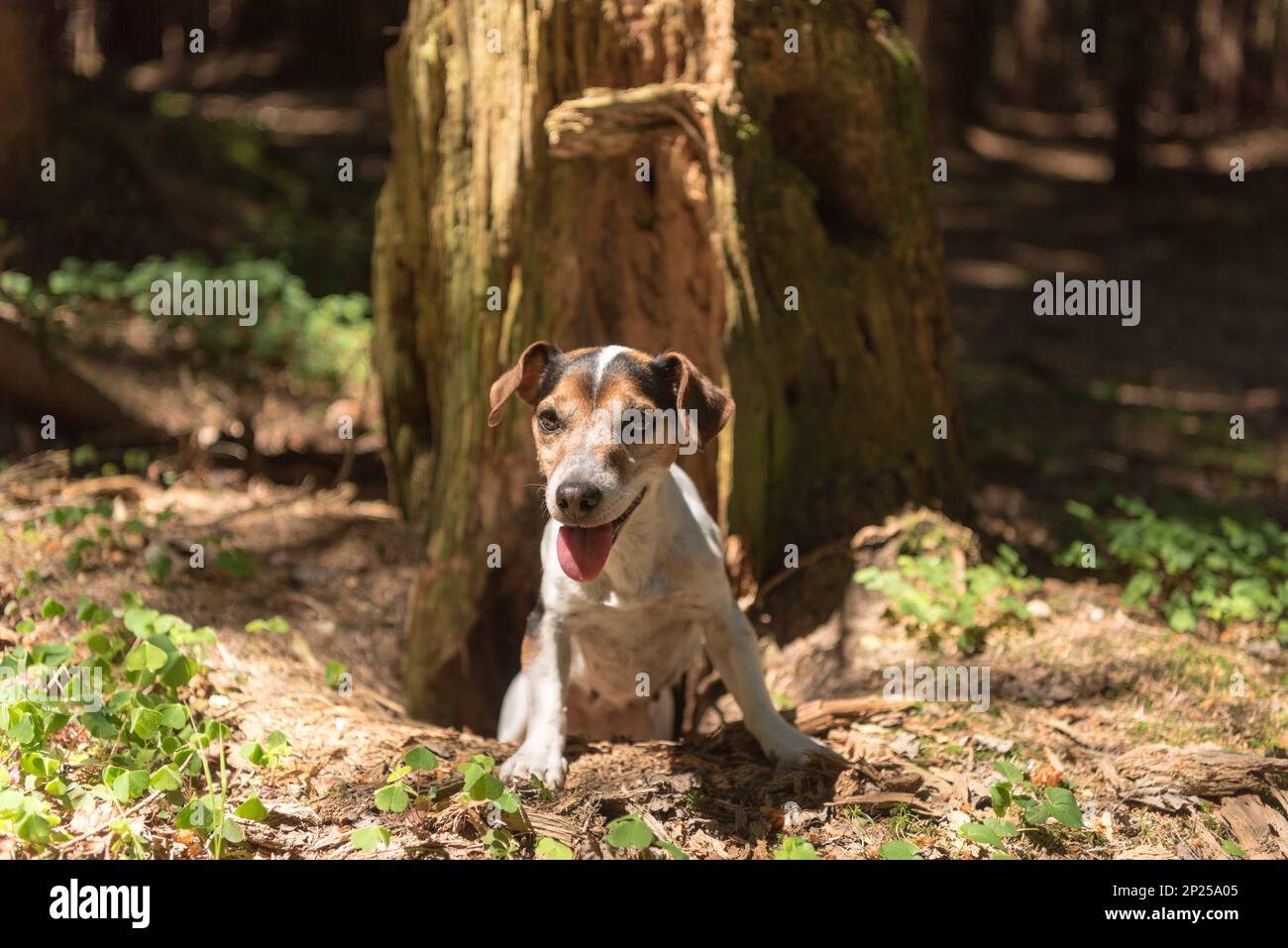 Jack Russell Terrier hound in the forest. Hunting dog is looking out of a burrow Stock Photo Alamy