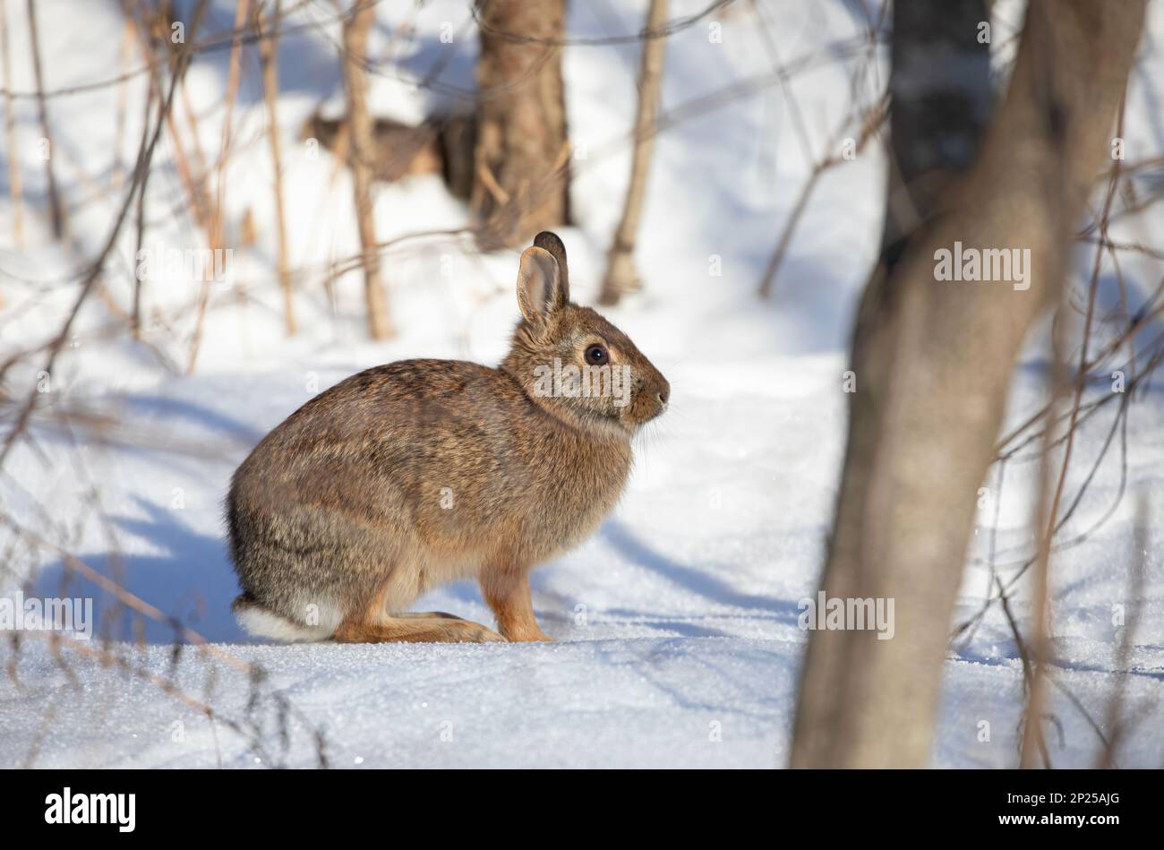 Eastern cottontail rabbit standing in a winter forest. Stock Photo