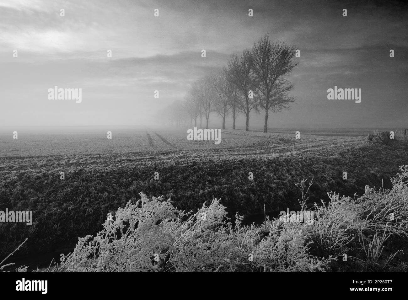 Winter frost over trees and fields near Wisbech town, Cambridgeshire, England, UK Stock Photo