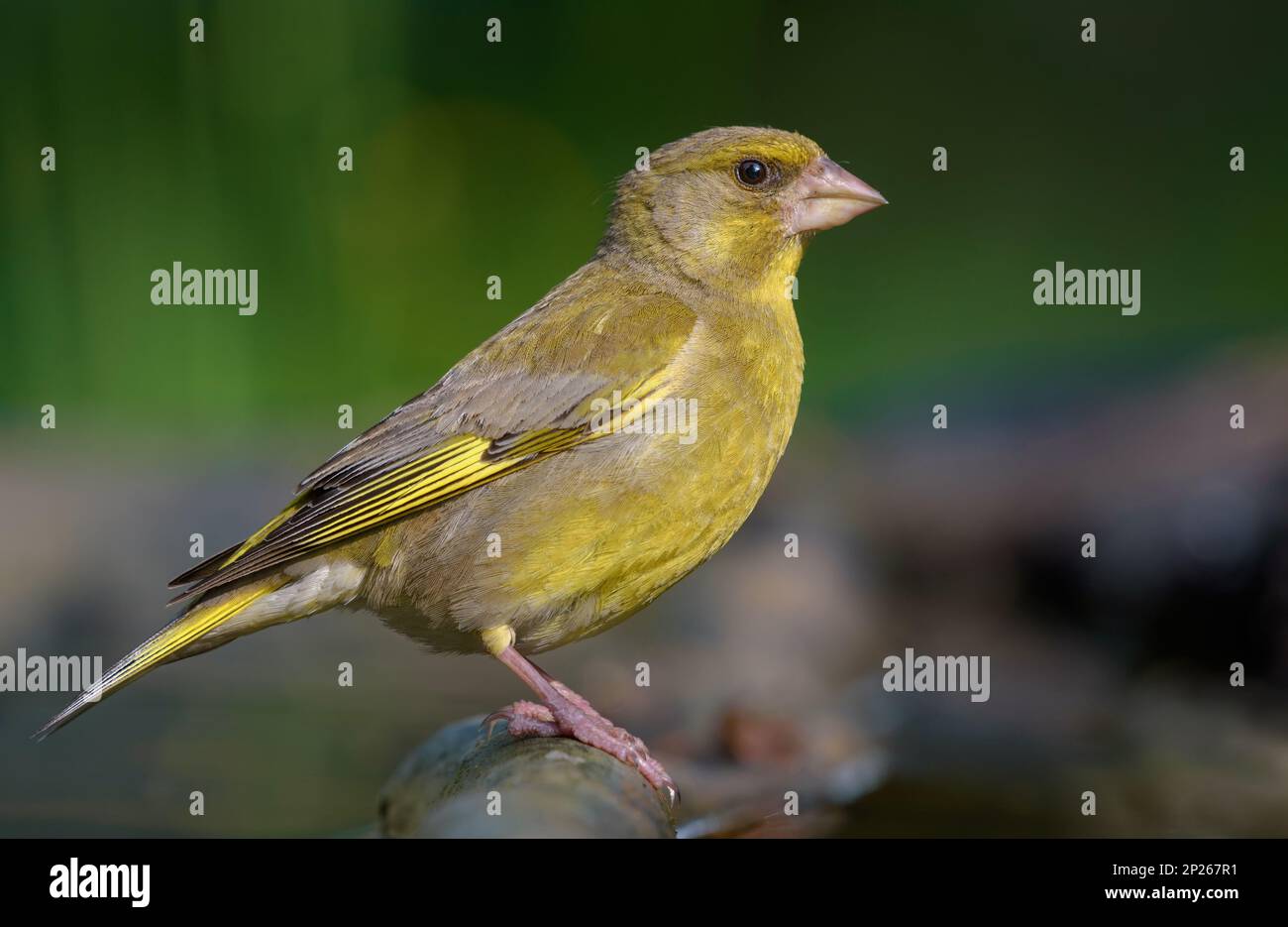 Male European Greenfinch (Chloris chloris) sitting on old branch with green background and sweet morning light Stock Photo
