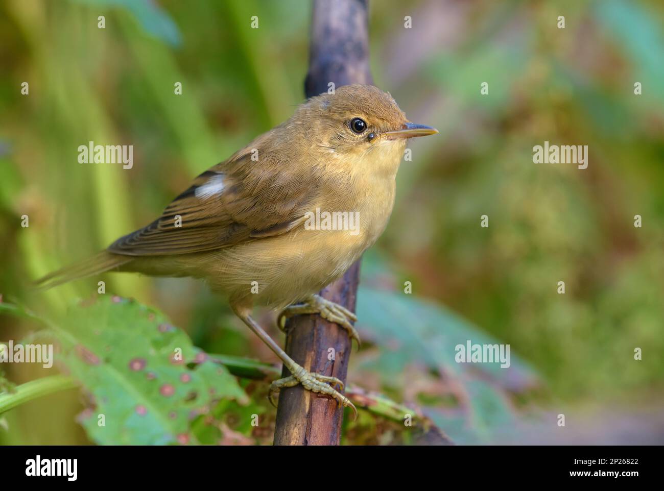 Marsh warbler (acrocephalus palustris) perched on small branch in grass Stock Photo