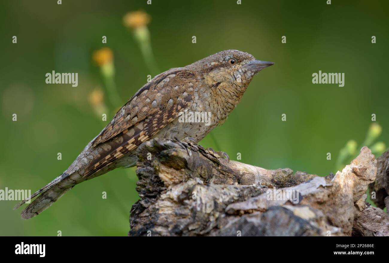 Eurasian wryneck (jynx torquilla) sitting on an old aged perch in very soft light at spring time with flowers on background Stock Photo