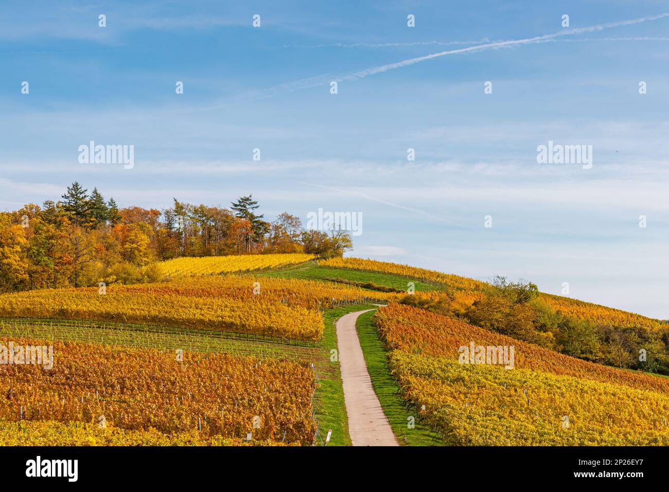 Autumn colorful vine leaves in the vineyard Stock Photo